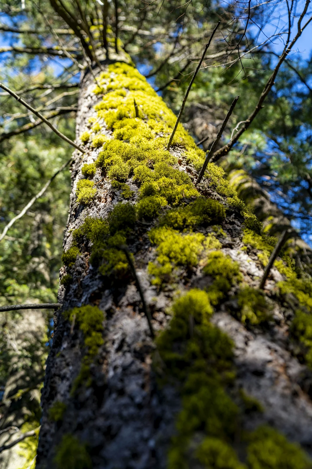 Tronco coberto de musgo em uma floresta
